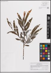 Foto von Salix eleagnos Scop.